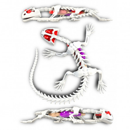 Развивающий набор Slimy Joker Lab Анатомия животных Саламандра slide 2