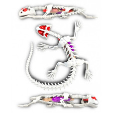Развивающий набор Slimy Joker Lab Анатомия животных Саламандра mini slide 2