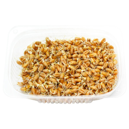 Мікрозелень Мікрогрін паростки пшениці 50г slide 2