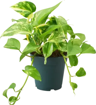 Епіпремнум Aureum 12*25 см