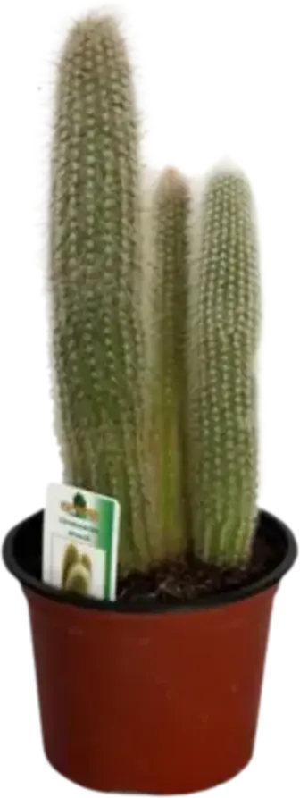 Кактус 8х12 Cleistocactus Strausii