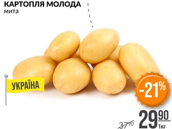 КАРТОПЛЯ МОЛОДА мита