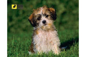 Килимок для мишки Podmyshku Кудлатий песик, пластик.