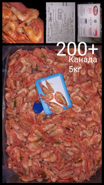 Креветка в панцирі з/г в/м 120/150 Альбакор