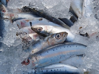 Заміна червоного м’яса на дрібну рибу може врятувати мільйони життів і довкілля