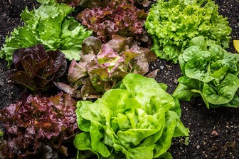 Хрусткий салат надовго: як зберегти його свіжим на кілька тижнів
