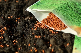 Скільки живе насіння: перевіряємо якість та зберігаємо правильно
