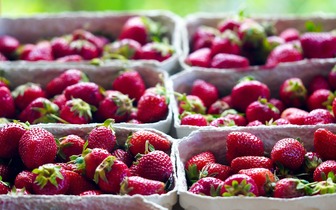 Полуничний сезон розпочато: як насолоджуватись ягодою без шкоди для здоров’я